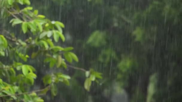 Yeşil Bitkilerin Bulanık Arkaplanlı Yağmur Damlaları Üzerine Seçici Odak — Stok video
