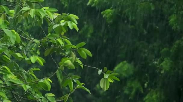 Dešťové Kapky Padající Větve Zelených Rostlin — Stock video
