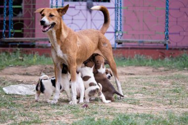 Hintli bir anne köpek yavrularını topraktaki sütle besler.