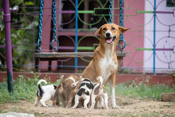 stock image An Indian breed mother dog feeding milk to its puppies on a ground