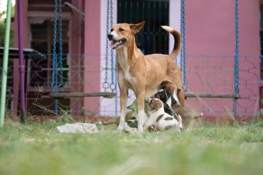 Hintli bir anne köpek yavrularını topraktaki sütle besler.