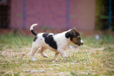 Bulanık arka planlı yeşil cam tarlada duran yalnız, sevimli beyaz bir köpek yavrusu.