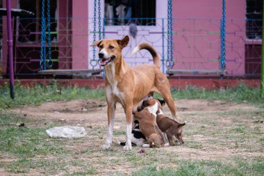 Hintli bir anne köpek yavrularını topraktaki sütle besler.