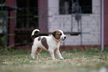 Bulanık arka planlı yeşil cam tarlada duran yalnız, sevimli beyaz bir köpek yavrusu.