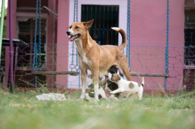 Hintli bir anne köpek yavrularını topraktaki sütle besler.