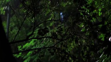 Geceleri yeşil bitkilerin dallarına düşen yağmur damlaları