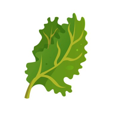 Kale ikonu. Yeşil yapraklı sebze. Çizgi film tarzında vektör illüstrasyonu. Beyaz bir arka planda izole edilmiş. Organik taze sağlıklı yiyecekler. Çiftlik sebzeleri. 