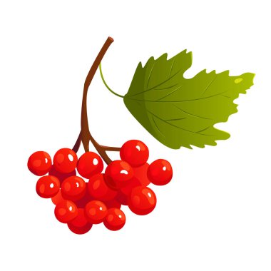 Viburnum berries isolated on white background. Red berries and green leave on tree branch. Organic fresh healthy food. Vector illustration  in cartoon style. 