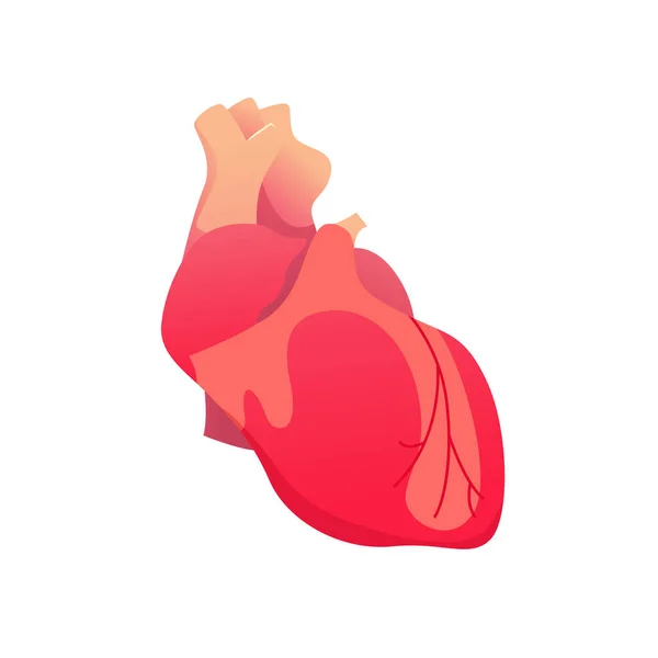 Ikona Lidského Srdce Anatomie Vektorová Ilustrace — Stockový vektor