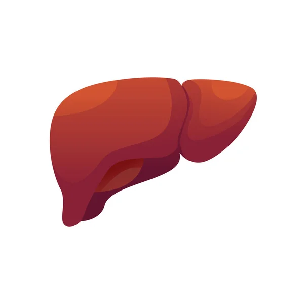 Ícone Fígado Saudável Órgão Humano Isolado Fundo Branco Ilustração Vetorial —  Vetores de Stock