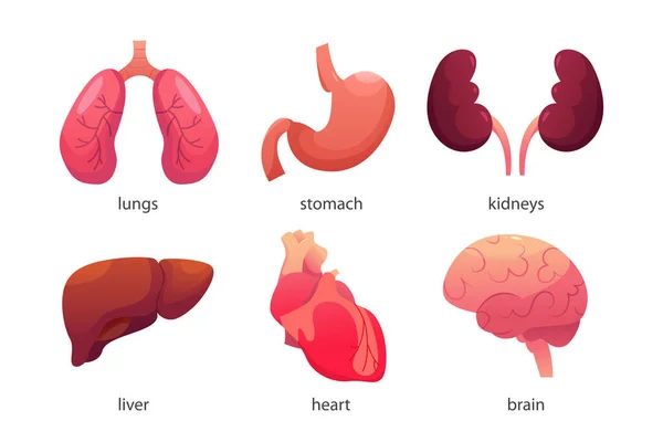 人类内部器官设置 透明的图标 Lungs Stomach 卡通风格的矢量图解 矢量图形