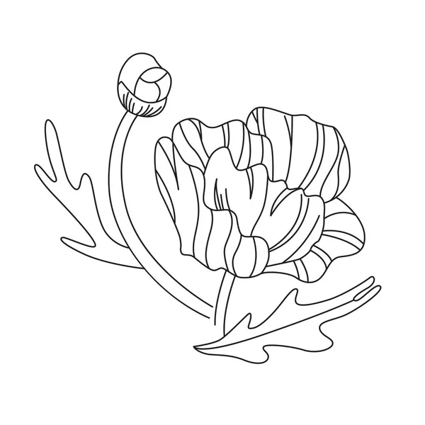 Poppy Flower Line Zeichenkunst Großartiges Design Für Jeden Zweck Design — Stockvektor