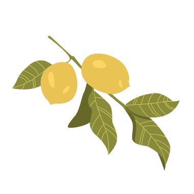 Limon Ağacı Dalında Yapraklar ve Sarı Meyveler. Citruses Hand Drawn Vektör İllüstrasyonu.