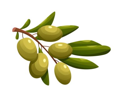 Beyaz zeytin yapraklı ve yeşil zeytinli. Paket Tasarım Kompozisyonu. Çizgi film Biçiminde Vektör İllüstrasyonu.