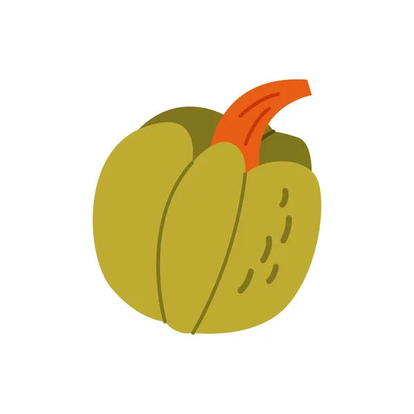 绿色南瓜被隔离了 秋天蔬菜 秋收呈扁平型 矢量漫画图解 — 图库矢量图片