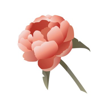 Çiçek ve Bitki. Beyaz Arkaplanda Mercan Şakayığı. Suluboya stili. Vektör İllüstrasyonu.