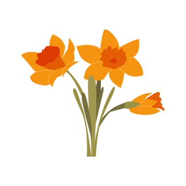 Nergisler izole edildi. Çiçek tasarım elementleri. Düz Grafik Vektörü İllüstrasyonu.