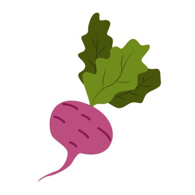 Yeşil Yaprak Vektör İllüstrasyonlu Kırmızı Pancar. Çiftlik Ürünleri Sebzesi.