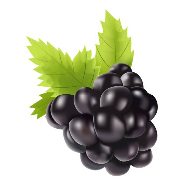 Yaprak izole edilmiş 3D Gerçekçi Blackberry. Tatlı Böğürtlen Vektör İllüstrasyonu.