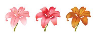 Vektör çiçek seti. Kozmetik Etiketleri, Cilt Bakımı, Ürün Tasarımı İçin Gerçekçi Lily Elementleri. Vektör 3d Görüntü.