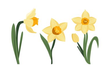 Sarı nergisler beyaz arka planda izole edilmiş. Çiçek dekoru. Klip sanatı seti. Vektör illüstrasyonu.