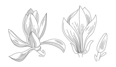 Manolya çiçekleri. Düğün davetiyesi ve kartları için botanik çizgisi sanatı, poster, şablon, güzellik ve kozmetik endüstrisi. Vektör ilkbahar illüstrasyonu.