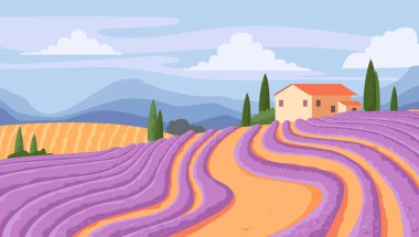 Mor sıraların açtığı lavanta tarlası manzarası, rahat bir çiftlik evi ve selvi ağaçları. Dağlı sakin kırsal manzara ve bulutlu yumuşak mavi gökyüzü. Vektör illüstrasyonu.