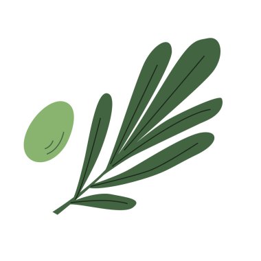 İzole edilmiş bir dalda yeşil zeytin. Vektör illüstrasyonu