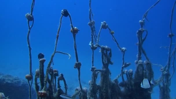 Під Водою Покинуті Рибальські Сітки Забруднюють Морське Життя — стокове відео