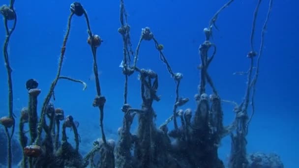 Під Водою Покинуті Рибальські Сітки Забруднюють Морське Життя — стокове відео