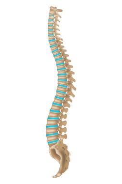 İki projeksiyonda insan omurgası anatomisi. Omurgalar arası diskler. 3D görüntüleme. Vektör illüstrasyonu.