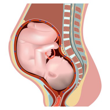 Hamile bir kadın. Üreme sisteminin anatomisi. Hamileliğin ileri safhasında bir bebek. Vektör gerçekçi illüstrasyon.
