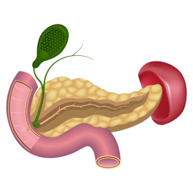 Pancreas with spleen. Placement of the organs of the digestive system and human glands. Duodenum. Vector illustration. clipart