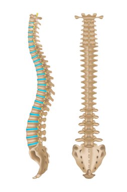 İki projeksiyonda insan omurgası anatomisi. Omurgalar arası diskler. 3D görüntüleme. Vektör illüstrasyonu.