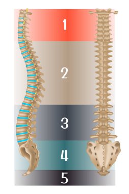 İnsan omurga anatomisi. Yan ve arka manzara. Özel ders. Bölümlere ayrılmış. Vektör illüstrasyonu.