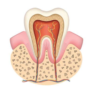 Enine kesitte insan dişi anatomisi. Sinirler ve kan damarları. Vektör illüstrasyonu.