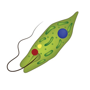 Euglena yeşili. Tek hücreli organizmaların anatomisi. Vektör illüstrasyonu