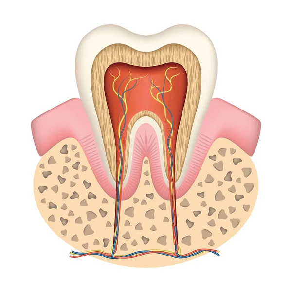 Menselijke Tand Anatomie Doorsnede Zenuwen Bloedvaten Vectorillustratie — Stockvector