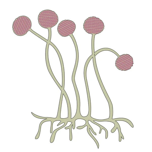 stock vector The structure of the mukor fungus. Single-celled organisms. Disputes. Vector illustration.