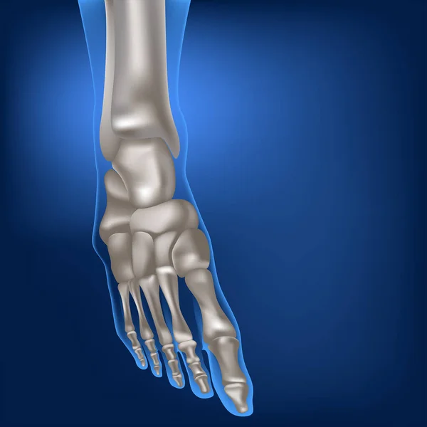 人的脚的结构 对足骨的解剖 3D渲染 — 图库矢量图片
