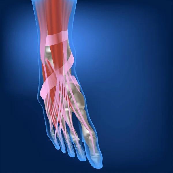 Muskeln Und Bänder Des Menschlichen Fußes Beinknochen Anatomie Des Bewegungsapparates — Stockvektor