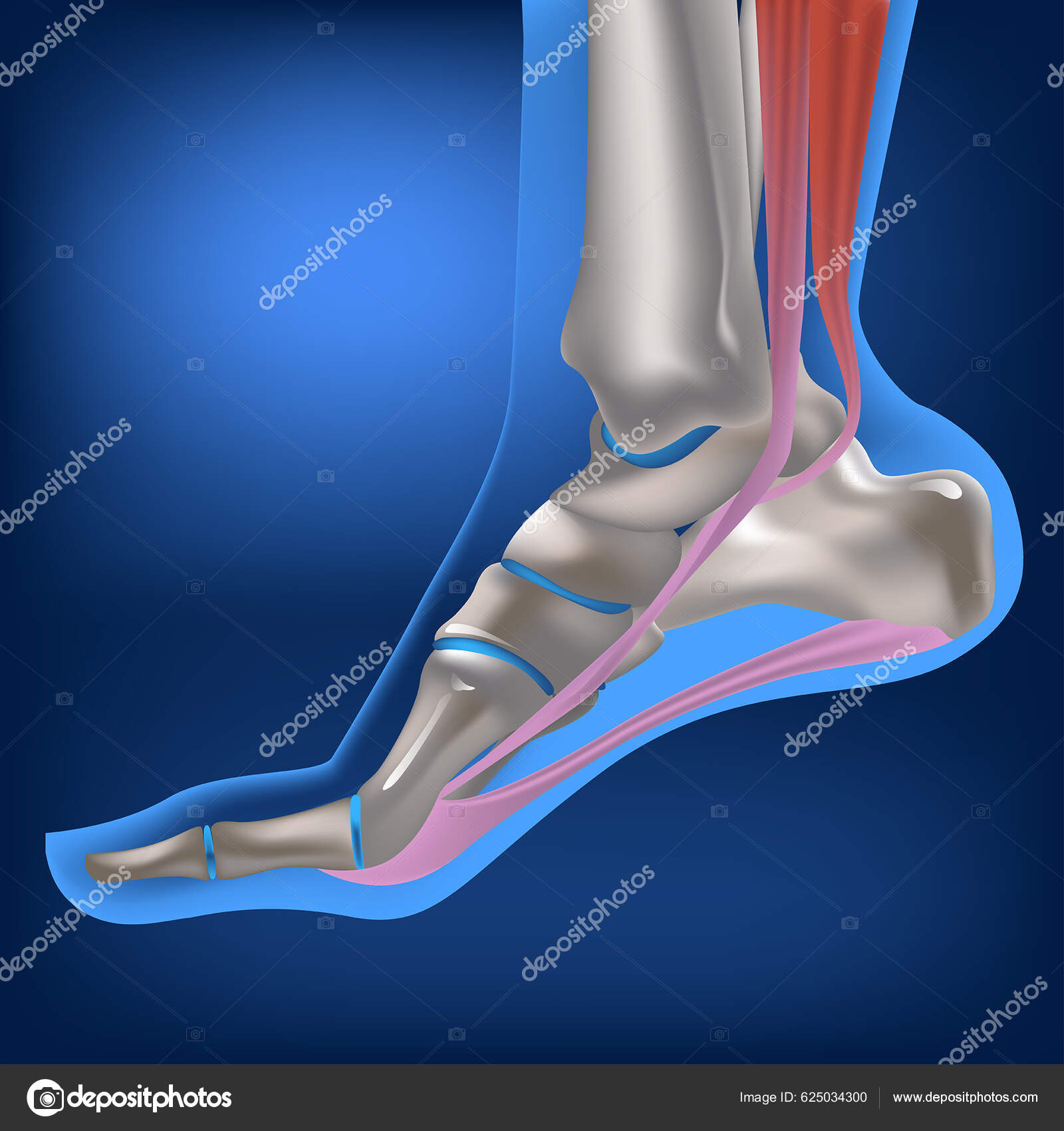 man-s-foot-fold-ligaments-bones-foot-anatomy-locomotor-system-vector