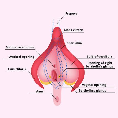 Bir kadının klitorisinin anatomisi ve Bartholin bezleri. Vektör illüstrasyonu.