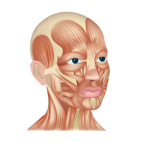 Representación Una Cabeza Humana Músculos Faciales Antomía Expresiones Faciales — Archivo Imágenes Vectoriales