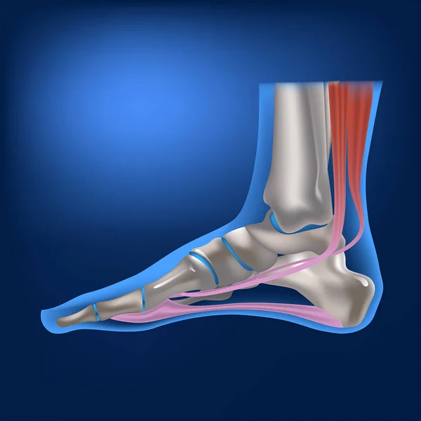 Lidská Noha Strany Anatomická Struktura Kostí Nohou Vazů Vykreslování Chodidla — Stockový vektor