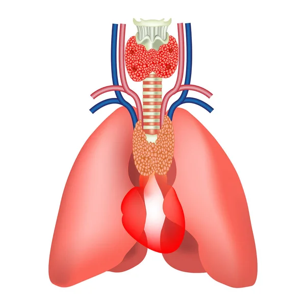 Posizione Del Timo Anatomia Degli Organi Umani Polmoni Con Cuore — Vettoriale Stock