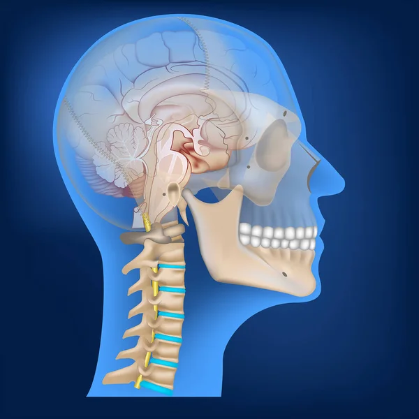 Beyin Kafatası Görüş Alanında Üst Omurga Kafanın Boyutlu Görüntüsü Röntgen — Stok Vektör
