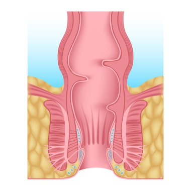 İnsan anal açılışının anatomisi. Rektum. Tıbbi poster. Vektör illüstrasyonu