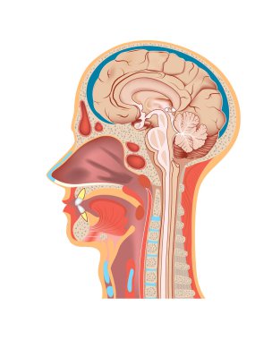 İnsan kafasının kısmi görüntüsü. Yay kesiği. Beyninin ve kafatasının boylamsal kısmı. İnsan anatomisi. Tıbbi poster. Vektör illüstrasyonu.