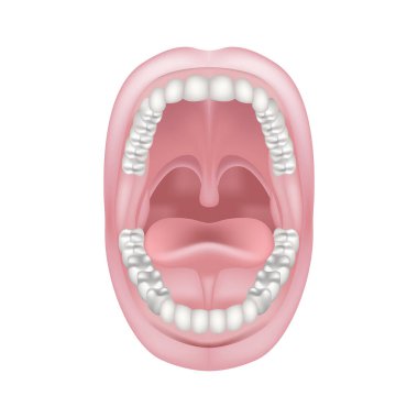 Ağız boşluğunun anatomisi. Ağzını kocaman aç. İki sıra dişli ve çeneli. Dil çılgınlığı. Vektör illüstrasyonu